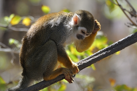 March 17, 2013<br>Nikon V1 with Nikon 300F4 at the Phoenix Zoo.<br>